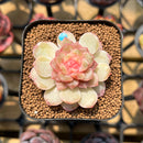 Echeveria 'Back Dam' Jelly Type 2" Flower Village Original Hybrid Succulent Plant Cutting