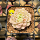 Echeveria 'Pink Merry' 2" Succulent Plant Cutting