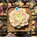 Echeveria 'Pink Merry' 2" Succulent Plant Cutting