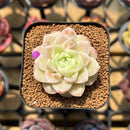 Echeveria 'Pink Merry' 2" Succulent Plant Cutting