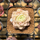 Echeveria 'Pink Merry' 2" Succulent Plant Cutting