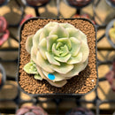 Echeveria 'Nicksana' Variegated 2" Succulent Plant Cutting
