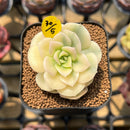 Echeveria 'Nicksana' Variegated 2" Succulent Plant Cutting