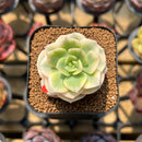 Echeveria 'Nicksana' Variegated 2" Succulent Plant Cutting