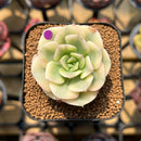 Echeveria 'Nicksana' Variegated 2" Succulent Plant Cutting