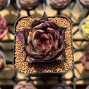 Echeveria Agavoides 'Aran' 2" Succulent Plant Cutting