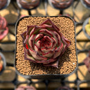 Echeveria Agavoides 'Aran' 2" Succulent Plant Cutting