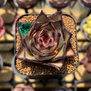 Echeveria Agavoides 'Aran' 2" Succulent Plant Cutting