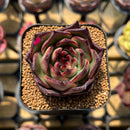 Echeveria Agavoides 'Aran' 2" Succulent Plant Cutting