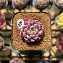 Echeveria 'Red Leopard' 1"-2" Succulent Plant Cutting