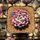 Echeveria 'Red Leopard' 1"-2" Succulent Plant Cutting