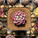 Echeveria 'Red Leopard' 1"-2" Succulent Plant Cutting