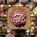 Echeveria 'Red Leopard' 1"-2" Succulent Plant Cutting