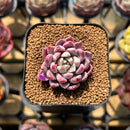 Echeveria 'Red Leopard' 1"-2" Succulent Plant Cutting