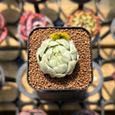 Echeveria Agavoides 'Maria' Variegated 1" Succulent Plant Cutting