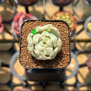 Echeveria Agavoides 'Maria' Variegated 1" Succulent Plant Cutting