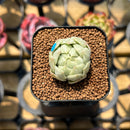 Echeveria Agavoides 'Maria' Variegated 1" Succulent Plant Cutting