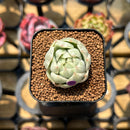 Echeveria Agavoides 'Maria' Variegated 1" Succulent Plant Cutting