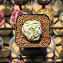 Echeveria Agavoides 'Maria' Variegated 1" Succulent Plant Cutting