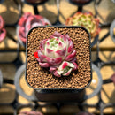 Echeveria 'Hyalina' x 'Oteroi' Hybrid 1"-2" Flower Village Original Hybrid Succulent Plant Cutting