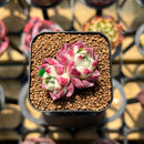 Echeveria 'Hyalina' x 'Oteroi' Hybrid 1"-2" Flower Village Original Hybrid Succulent Plant Cutting