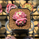 Echeveria 'Hyalina' x 'Oteroi' Hybrid 1"-2" Flower Village Original Hybrid Succulent Plant Cutting