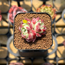 Echeveria 'Hyalina' x 'Oteroi' Hybrid 1"-2" Flower Village Original Hybrid Succulent Plant Cutting
