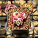 Echeveria 'Hyalina' x 'Oteroi' Hybrid 1"-2" Flower Village Original Hybrid Succulent Plant Cutting