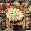 Echeveria 'Sarahime' Hybrid Mutated 1"-2" Flower Village Original Hybrid Succulent Plant Cutting