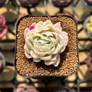 Echeveria 'Sarahime' Hybrid Mutated 1"-2" Flower Village Original Hybrid Succulent Plant Cutting