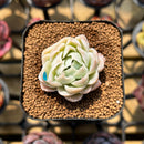 Echeveria 'Sarahime' Hybrid Mutated 1"-2" Flower Village Original Hybrid Succulent Plant Cutting