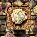 Echeveria 'Sarahime' Hybrid Mutated 1"-2" Flower Village Original Hybrid Succulent Plant Cutting