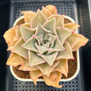 Echeveria 'Madiba' Carunculated 3"-4" Succulent Plant Cutting