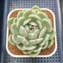 Echeveria 'Spring Rose' Variegated 3"-4" Succulent Plant Cutting
