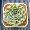 Echeveria 'Pink Erica' Variegated 3" Succulent Plant Cutting