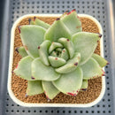 Echeveria Agavoides 'Miracle' Variegated 2"-3" Succulent Plant Cutting