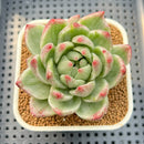 Echeveria Agavoides sp. Variegated 2"-3" Succulent Plant Cutting