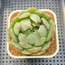 Echeveria Agavoides 'Queens Maria' Variegated 3" Succulent Plant Cutting