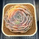 Echeveria 'Pollux' Variegated 2"-3" Succulent Plant Cutting