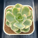 Echeveria 'Arenas' Variegated 3" Succulent Plant Cutting