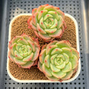 Echeveria 'Belladonna' 3" Cluster Succulent Plant Cutting