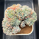 Echeveria 'Pumpkin' Crested Cluster 5"-6" Succulent Plant Cutting