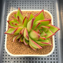Echeveria Agavoides 'Star Maria' 3" Succulent Plant Cutting