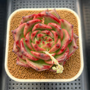 Echeveria Agavoides 'Triple Red' 3"-4" Succulent Plant Cutting