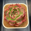 Echeveria Agavoides 'Triple Red' 3"-4" Succulent Plant Cutting