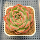 Echeveria 'Glam Pink' 2"-3" Succulent Plant Cutting