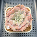 Echeveria Pollux Monstrose 3" (AKA 'Scarlet Witch') Succulent Plant Cutting