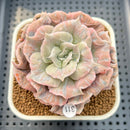 Echeveria Pollux Monstrose 3" (AKA 'Scarlet Witch') Succulent Plant Cutting