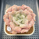 Echeveria Pollux Monstrose 3" (AKA 'Scarlet Witch') Succulent Plant Cutting