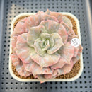 Echeveria Pollux Monstrose 3" (AKA 'Scarlet Witch') Succulent Plant Cutting